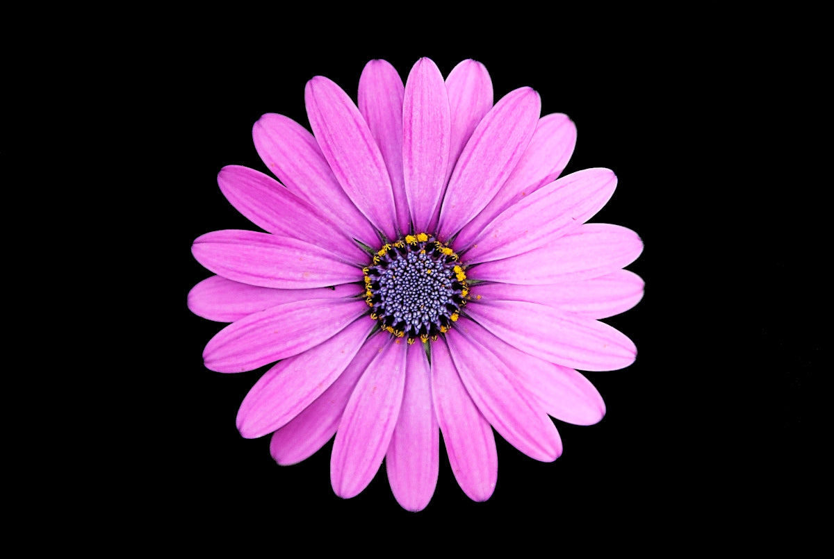 Springtime Delight: Unforgettable Wedding Floral Arrangements in India with Online Flower Delivery from Valentine’s Day to Anniversaries