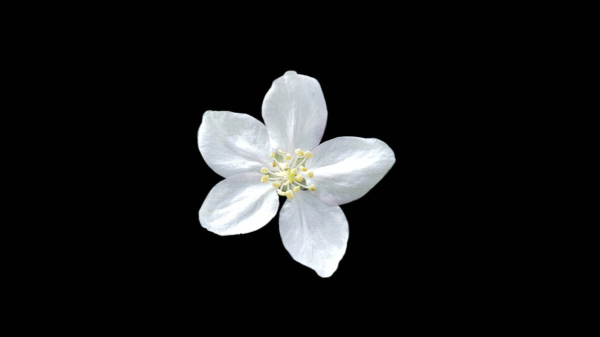 Enhance Wedding Floral Arrangements India with Grammatophyllum Scriptum Green: Online Flower Delivery India for Midnight and Birthday Surprises