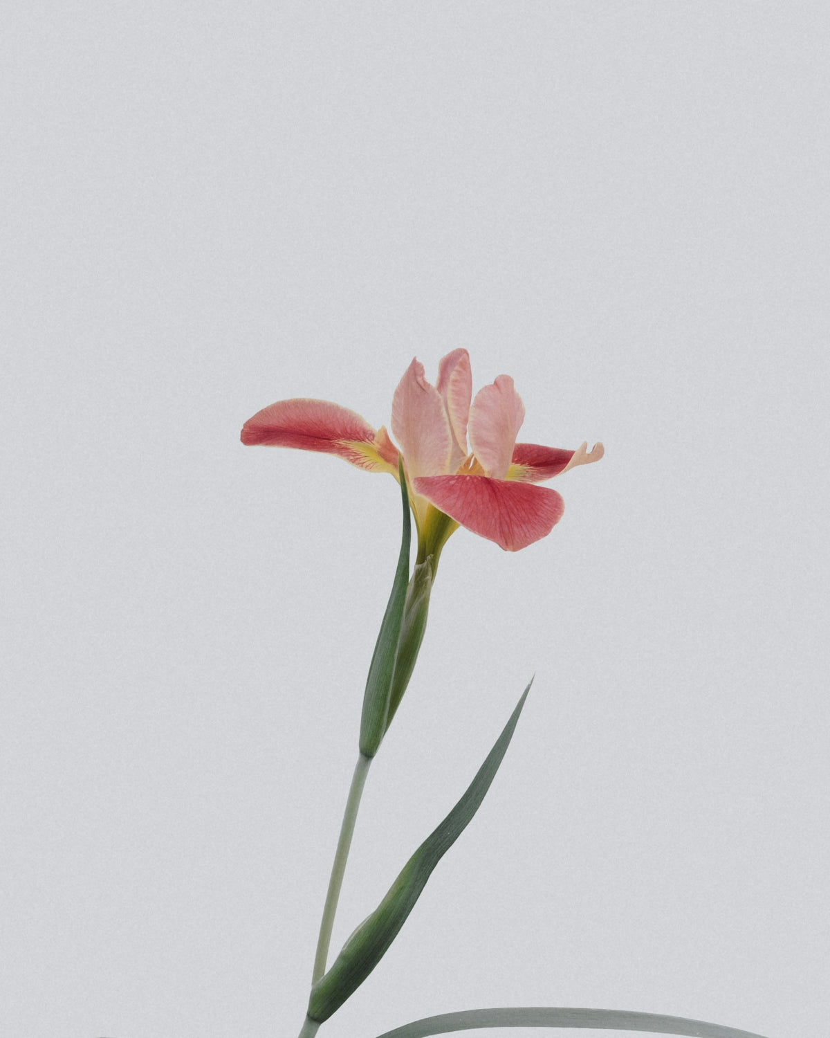 Exploring the Unique Charm of Nymphaea Rhonda Kay for Anniversary and Valentine’s Day Flower Bouquets with Online Flower Delivery India Midnight Service