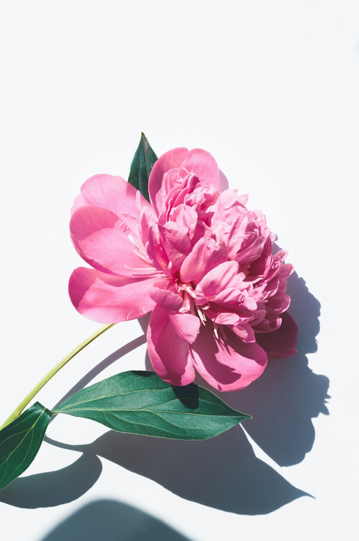 Discover the Vibrancy of Yellow Himalayan Raspberry Plant Indian Flower Traditions and Modern Online Flower Delivery Services for Every Celebration from Birthdays to Valentine’s Day Weddings and Beyond