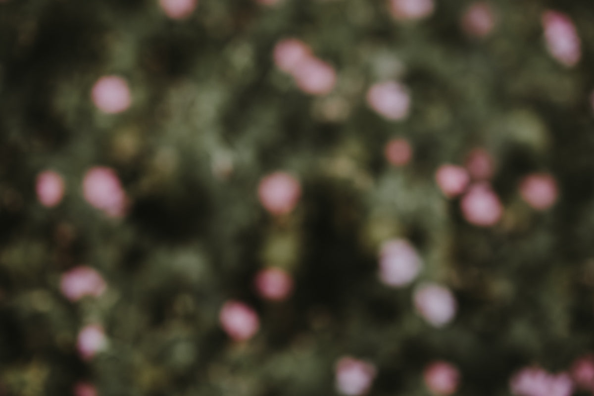 Exploring the Compact Beauty of Hygrophila Corymbosa: Enhancing Your Floral Collections with Valentine’s Day and Anniversary Flowers Online in India