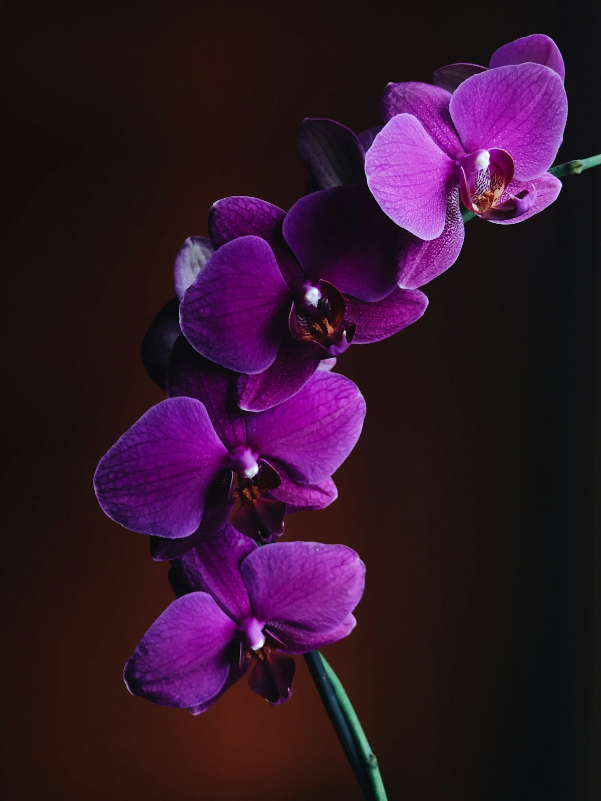 Bringing Elegance Home with the Dwarf Anthurium Champion Lilli for All Your Birthday and Anniversary Flower Needs in India