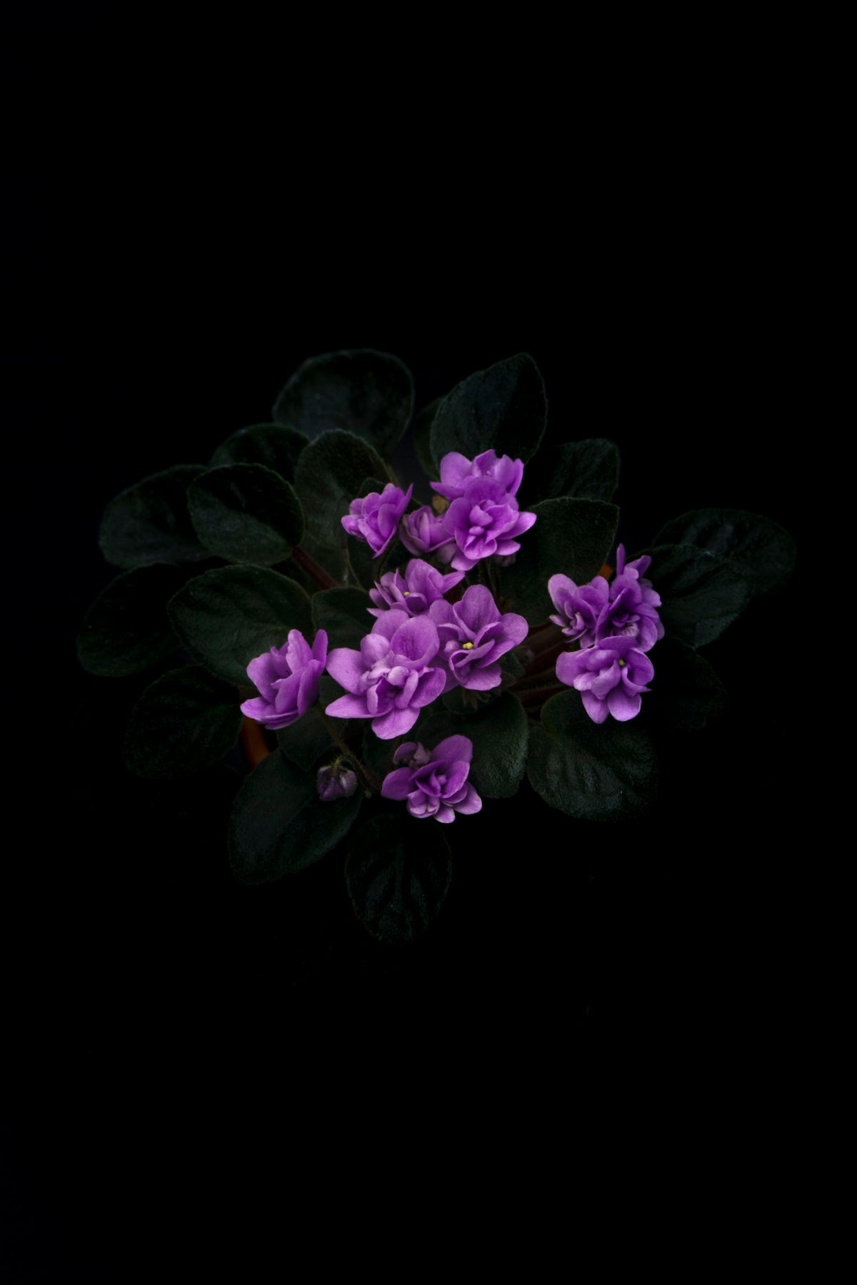 Outdoor Vintage Wedding Beauties: Guide to Wedding Floral Arrangements India Best Online Midnight Delivery and Sending Valentine’s Day Flowers