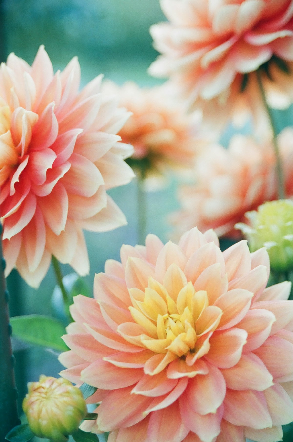 Discover the Timeless Elegance of Bread Flower Vine as You Send Valentine’s Day Flowers With Online Flower Delivery Services Across India