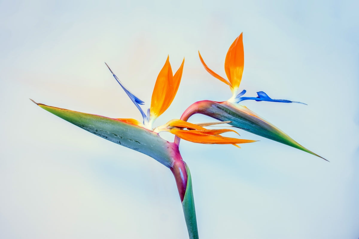 Graceful Coral Garden Wedding: Explore the Best Wedding Floral Arrangements and Rose Bouquet Online India with Convenient Midnight Flower Delivery