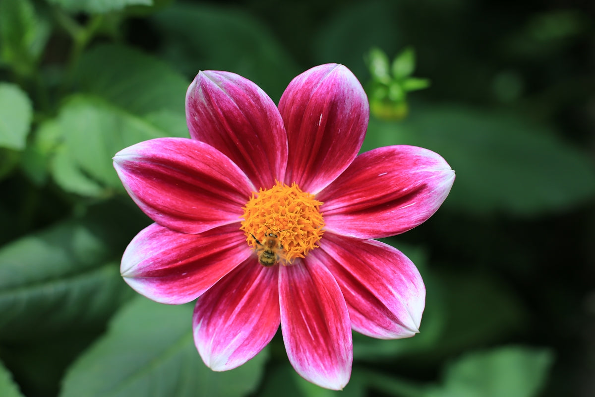 Explore Compact Beauty with Echinodorus Horizontalis Mini for Unique Floral Arrangements Online Flower Delivery India Valentine’s Day and Anniversary Bouquets