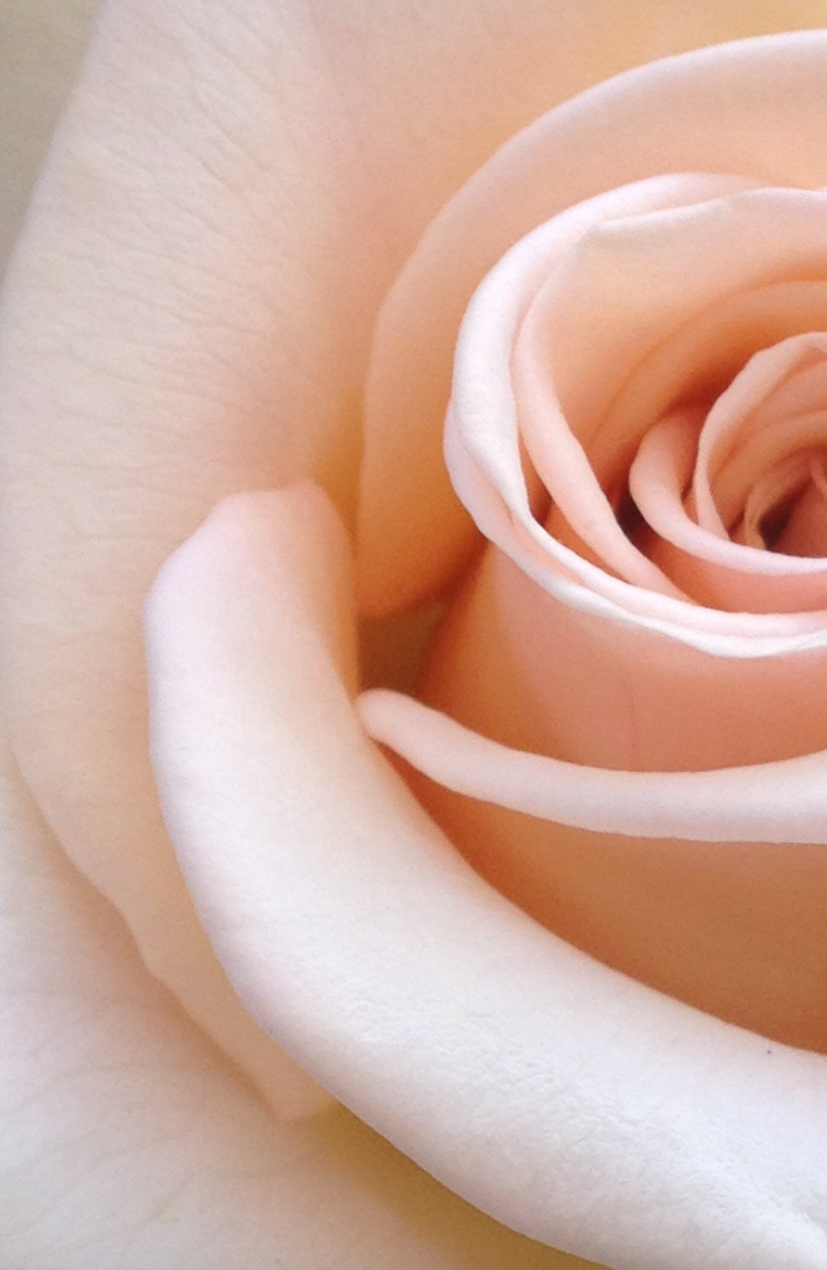 Captivating Light Golden Orange Roses for Memorable Midnight Flower Delivery in India: Perfect for Valentine’s Day and Anniversary Flower Bouquets Online