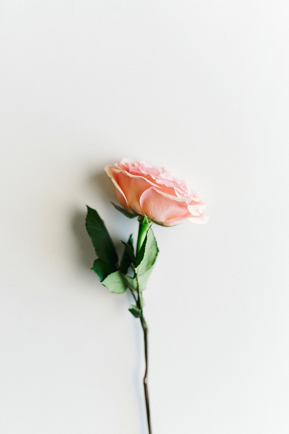 Sending Love with Beach Coral Rose Wedding: Explore the Elegance of Wedding Floral Arrangements and Valentine’s Day Flowers with Online Flower Delivery in India