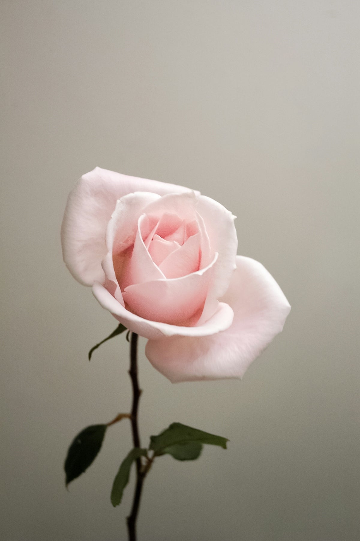 Discover the Charm of Mellow Yellow Flower Bouquet for Valentine’s Day with Online Flower Delivery in India and Midnight Flower Surprise