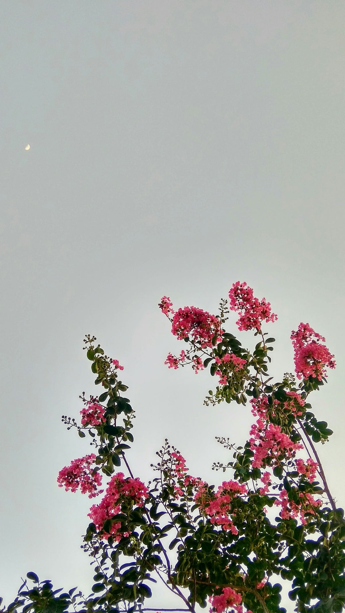 Discover the Unique Charm of Tillandsia Pink Quill for Valentine’s Day Flowers and Midnight Delivery in India