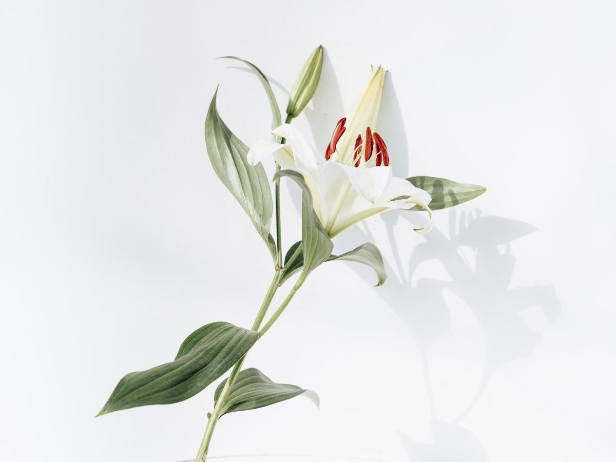 Embrace Tropical Elegance with Vietnam Red Malta Mosambi Grafted Fruit Plant and Perfect Anniversary Flower Bouquets Valentine’s Day Flowers Birthday Flower Delivery India
