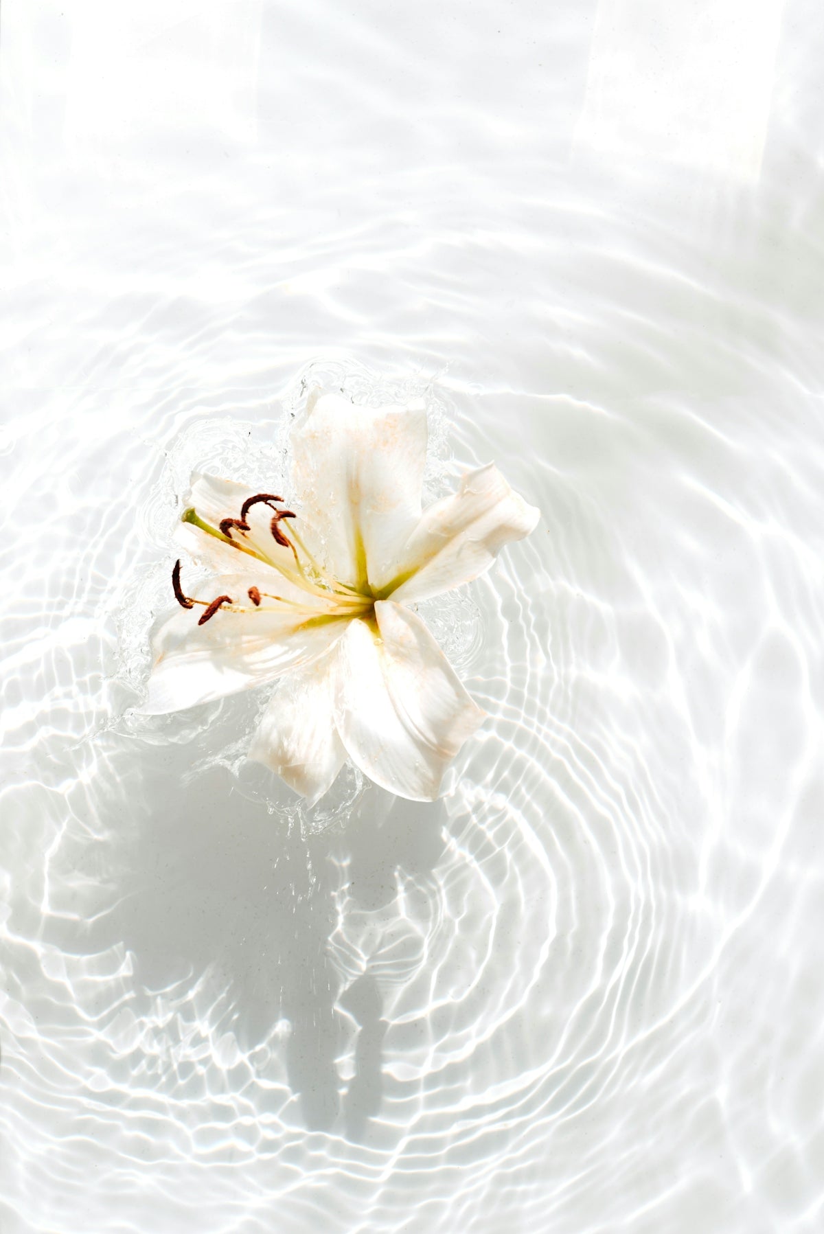 Creating Memories With Nymphaea After Glow: Your Guide to Flower Delivery for Every Occasion from Valentine’s Day to Weddings in India