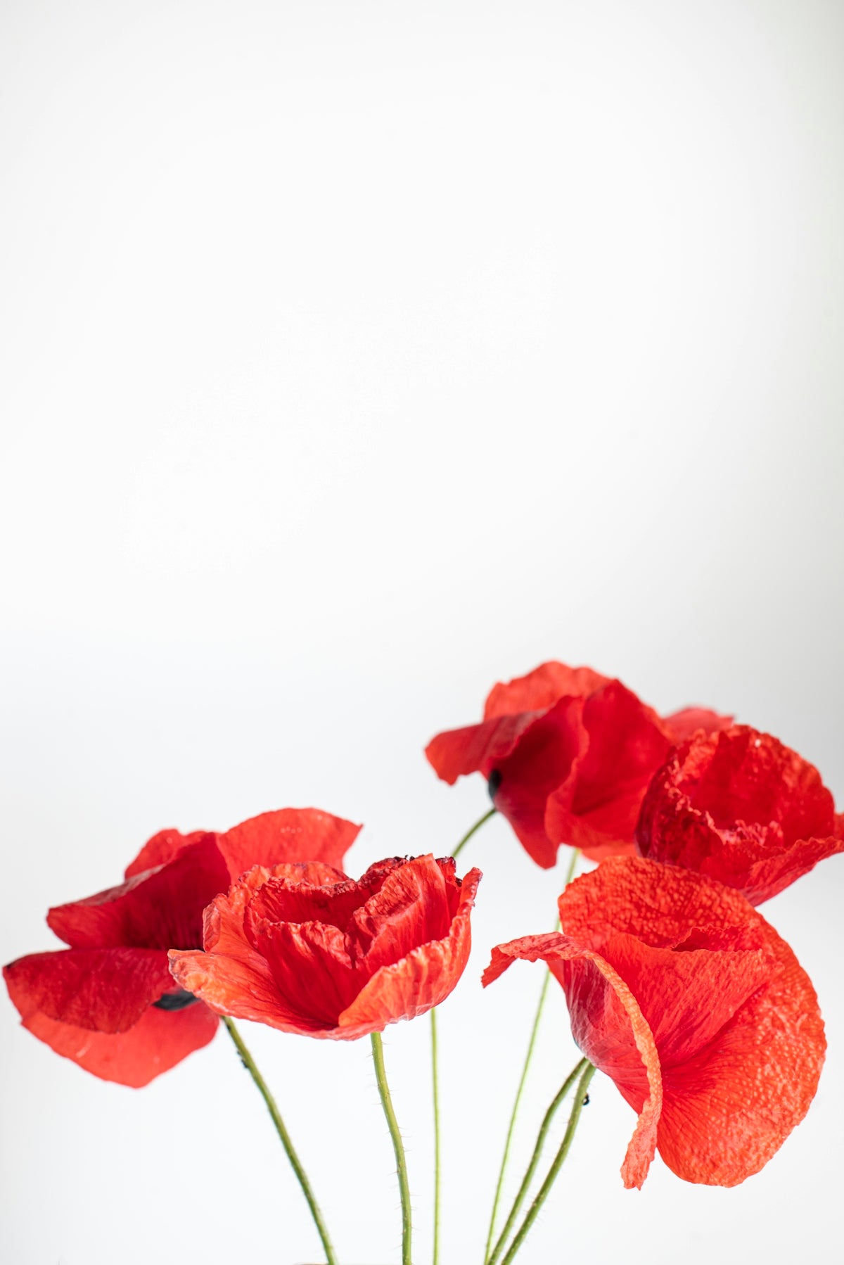 Celebrate Any Occasion with Nymphaea ‘Madame Wilfron Gonnere’: Your Go-To Guide for Online Flower Delivery India from Valentine’s Day to Wedding Floral Arrangements
