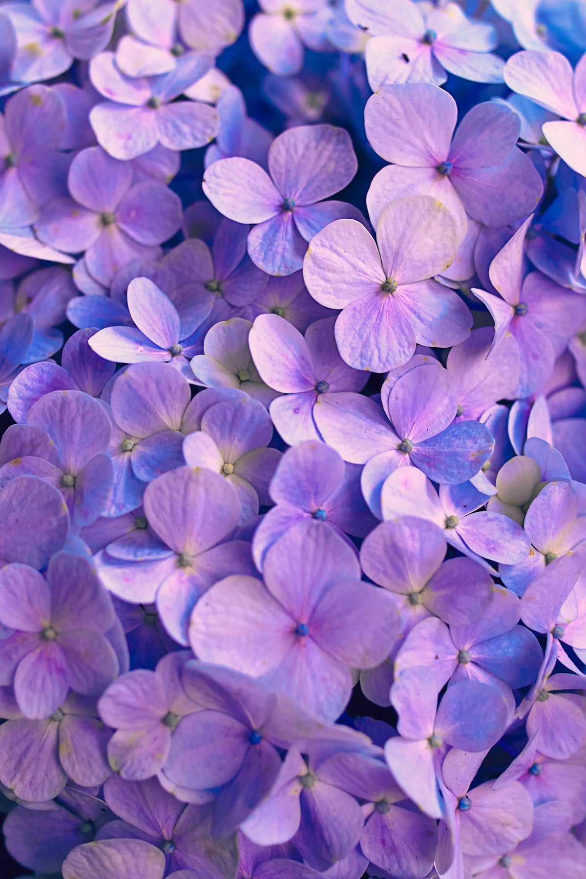 Enchanting Nymphaea Rhonda Kay: A Floral Delight for Valentine’s Day Anniversary and Wedding Flower Delivery in India