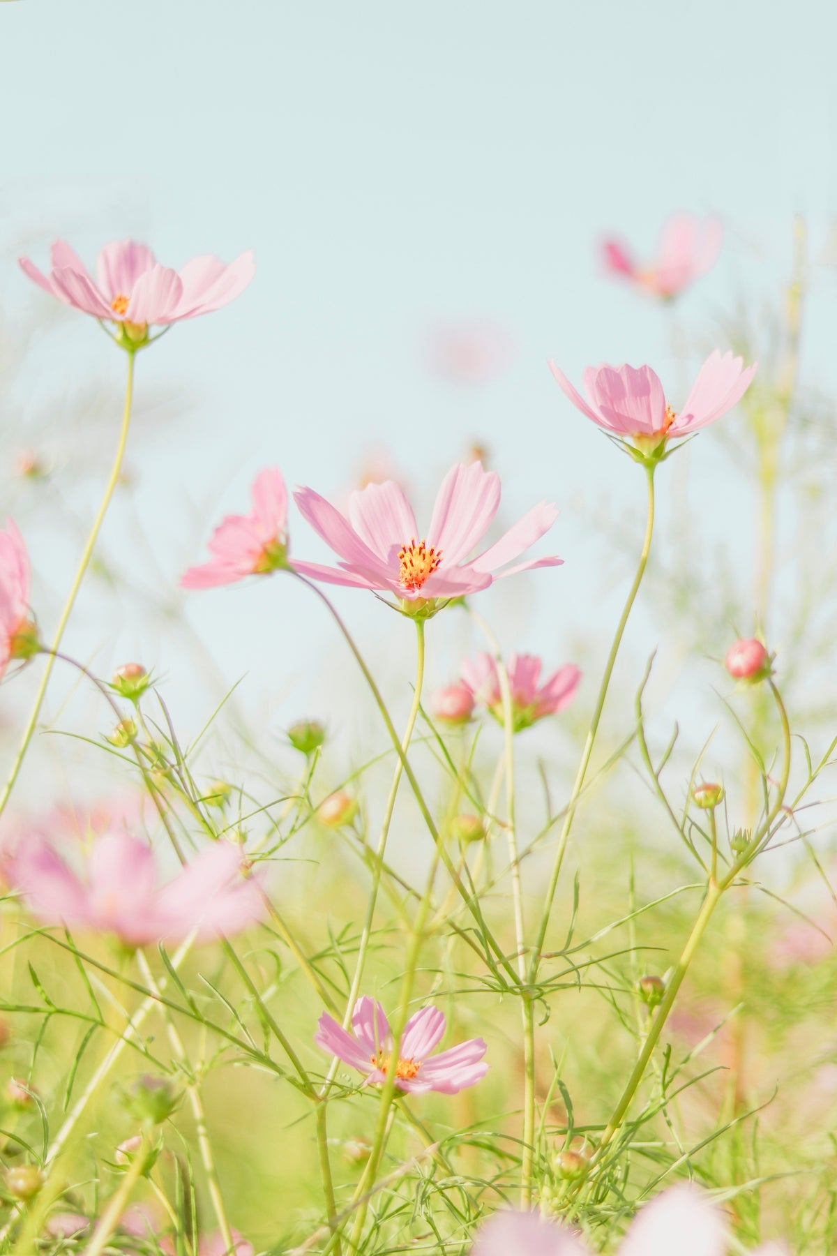 Exploring Creeping Marshweed: Enhancing Your Aquarium with the Perfect Floral Touch for Valentine’s Day Flowers and Online Delivery Options in India