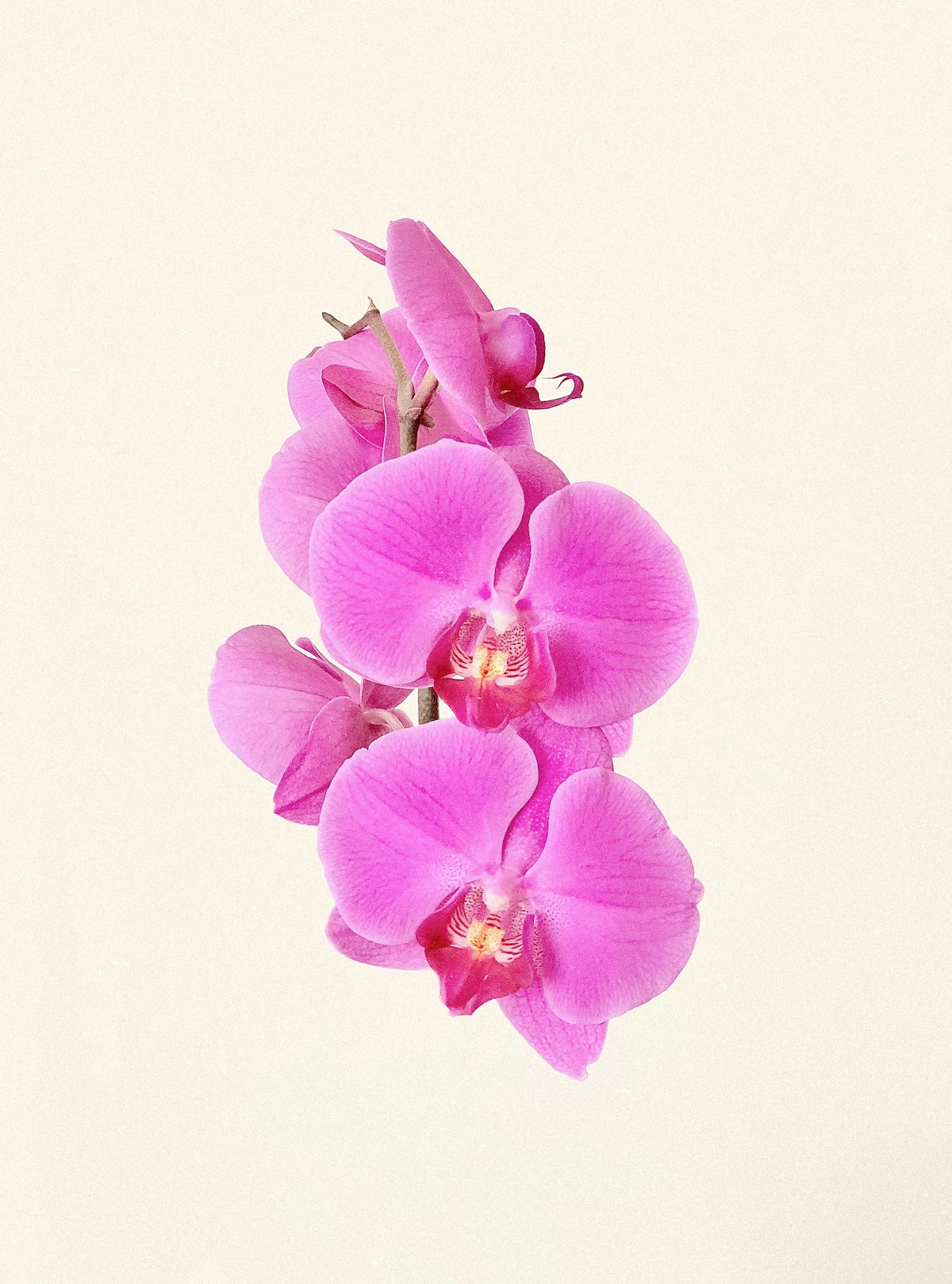 Revitalize Your Gardens and Gifts with Green Geffner Atemoya and Online Flower Delivery India Valentine’s Day Flowers Fresh Flowers Near Me