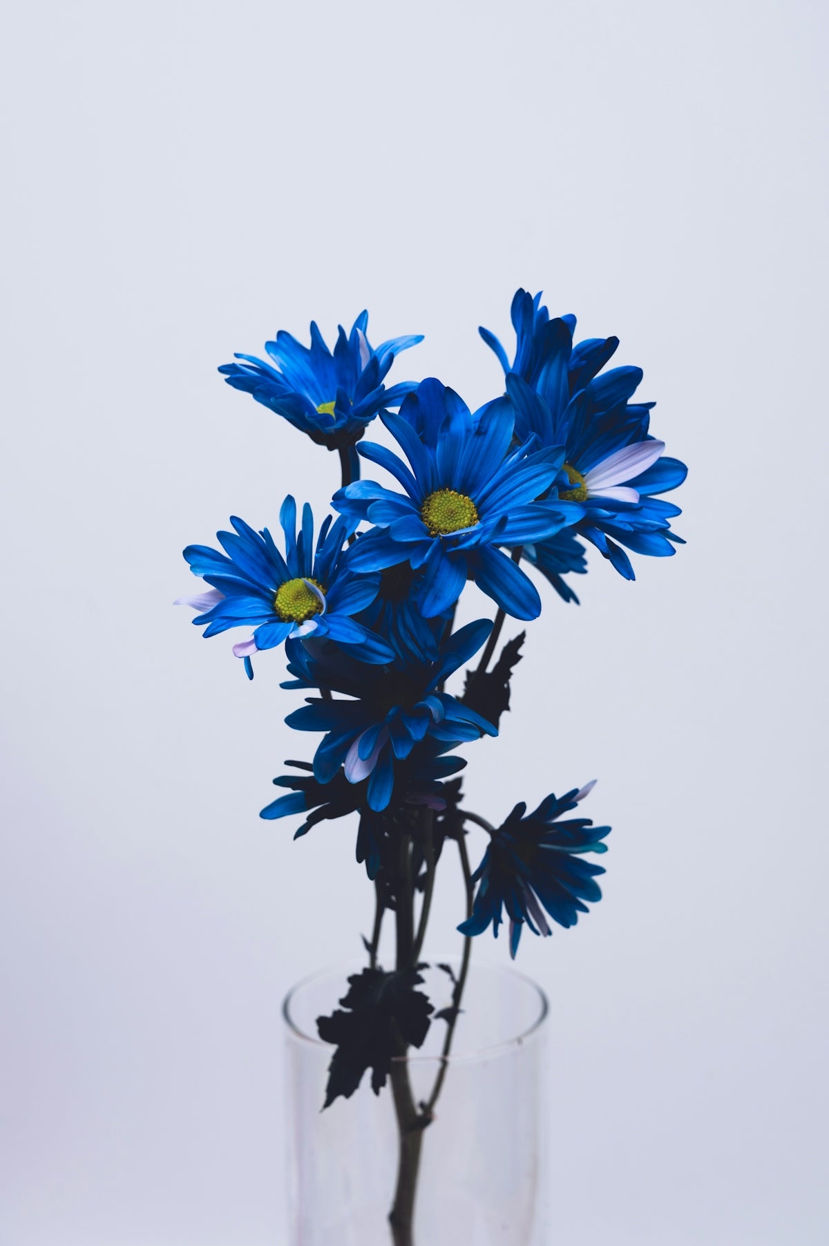 The Versatility of Orange Dried Bunny Tail Grass: Enhancing Valentine’s Day Wedding and Anniversary Floral Arrangements with Online Flower Delivery in India
