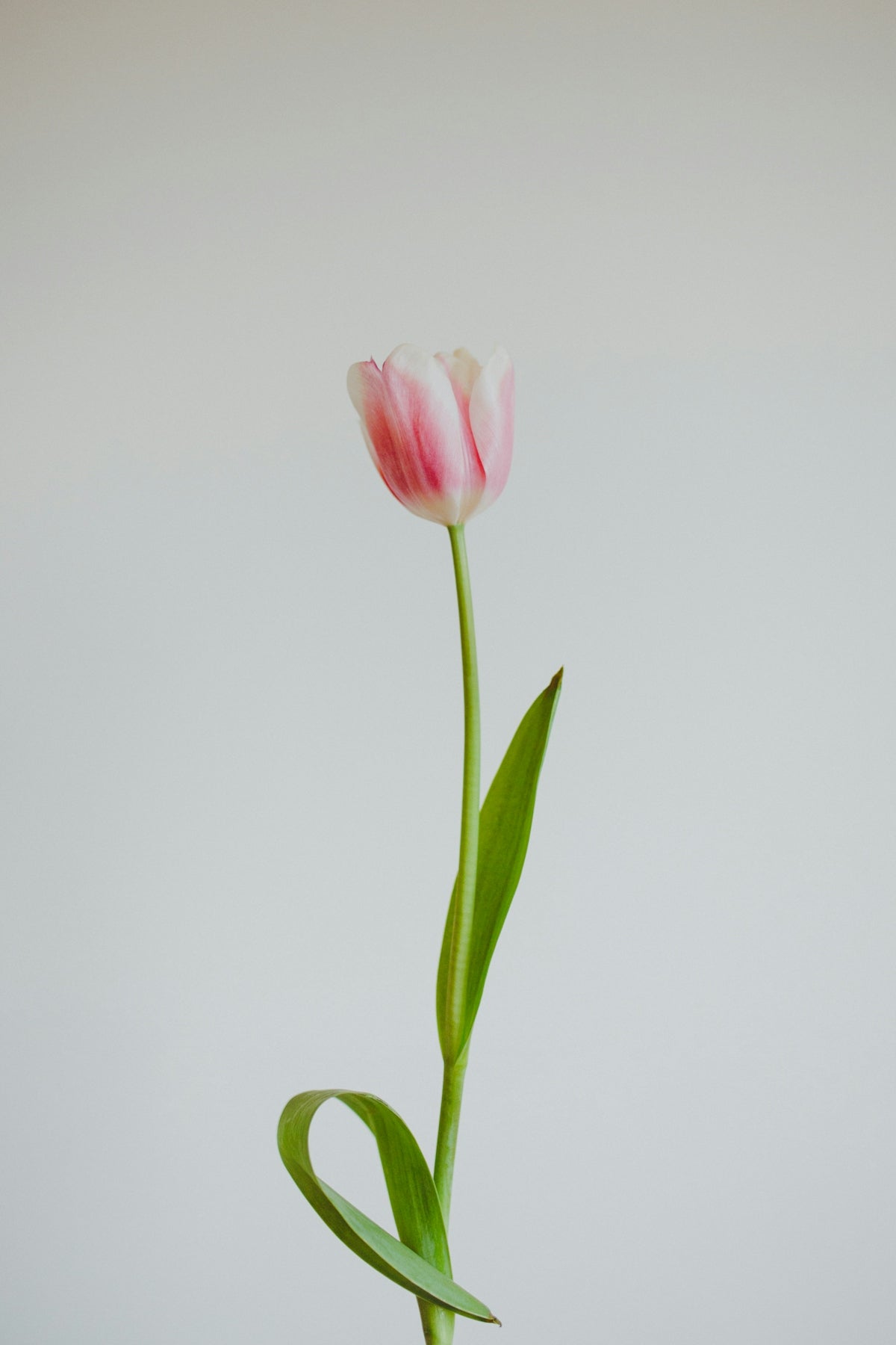 The Magic of Sunset Orange and Pink Online Flower Delivery India: How to Send and Receive Midnight Anniversary Bouquets and Valentine’s Day Arrangements Near Me
