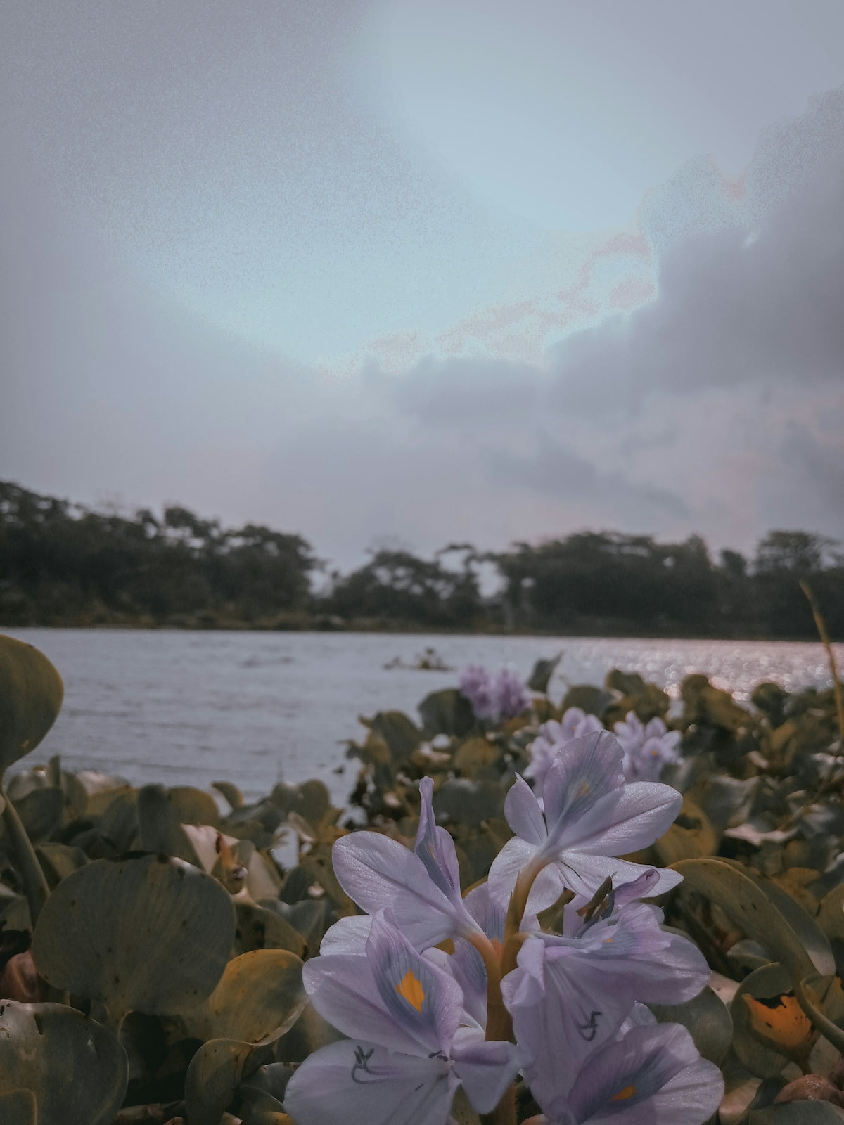 Unlocking the Natural Beauty of Jamun Tree: A Unique Twist to Fresh Flowers Near Me and Valentine’s Day Celebrations in India