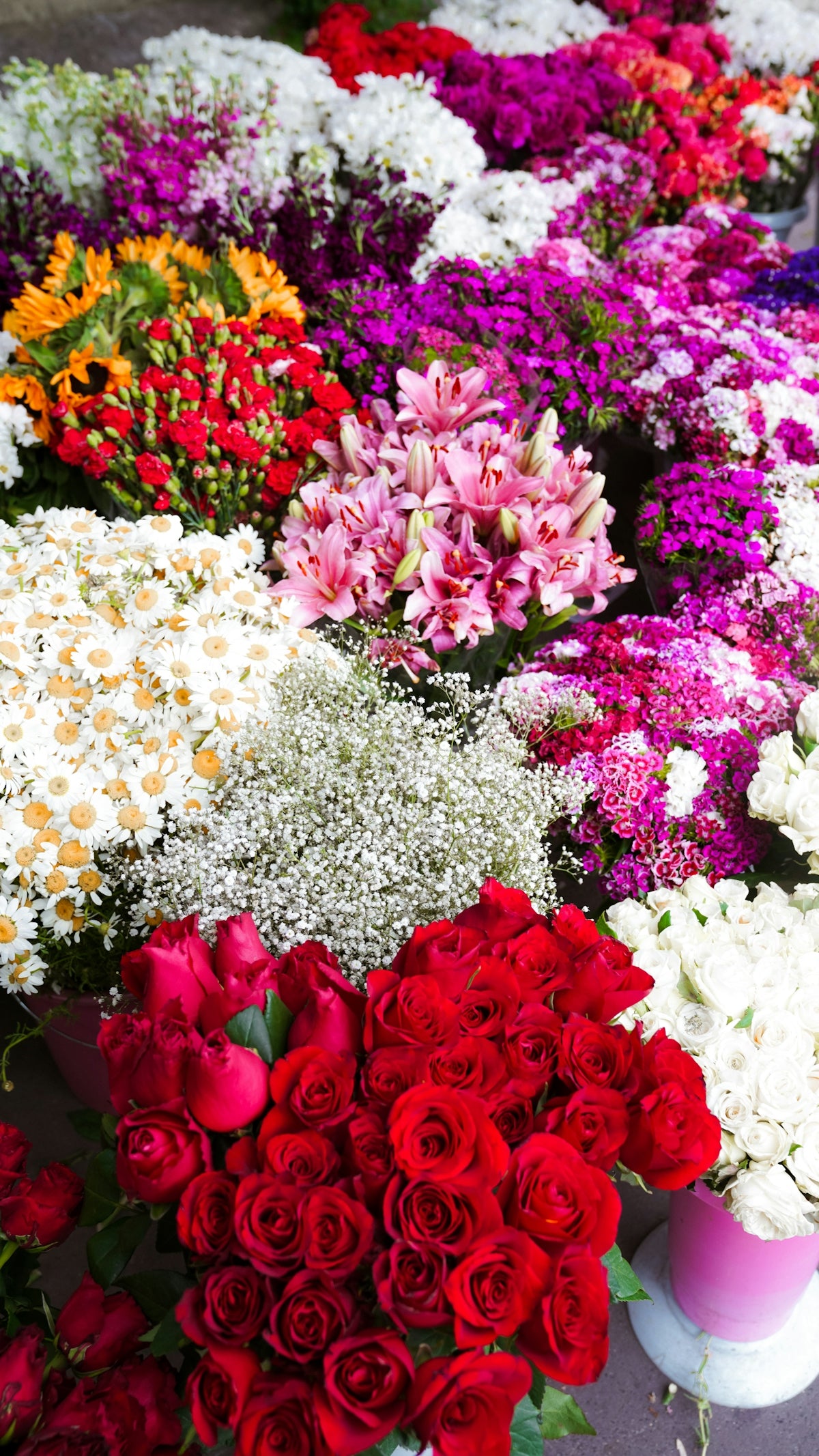 Exploring the Allure of Ludwigia Ovalis: Your Guide to Sending Fresh Anniversary Flower Bouquets and Valentine’s Day Flowers Online in India