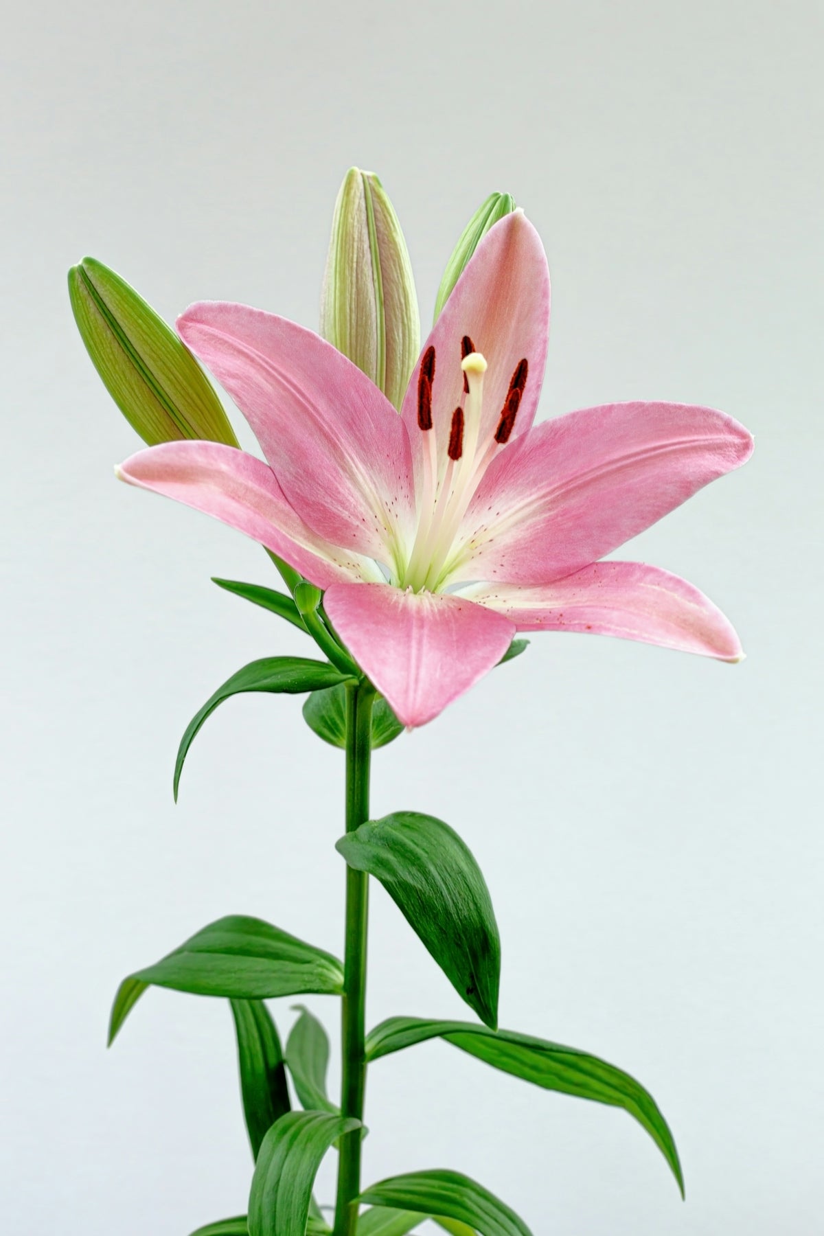 Enhance Every Celebration with Echinodorus Palifolius: Your Guide to Online Flower Delivery India and Midnight Surprises from Valentine’s Day to Weddings